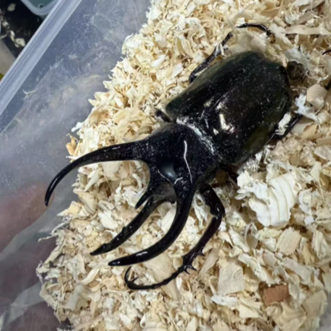 南洋大兜虫cak无忧罐（1-2龄）（活体甲虫幼虫）