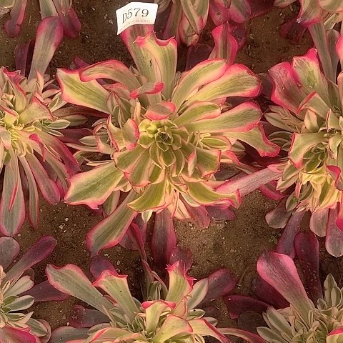 579美杜莎多肉法师锦