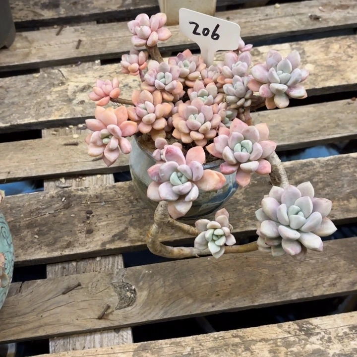 小***太多肉植物，花班露206，物流到付