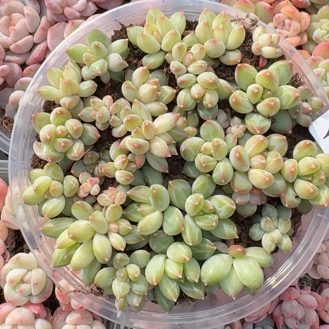 多肉植物多肉植物115