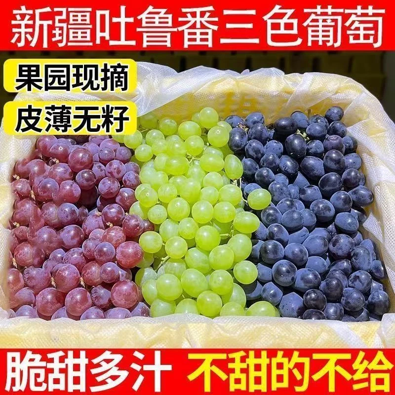 【顺丰明天到！】新疆吐鲁番火焰山下三色葡萄无核白无核紫玻璃脆葡萄同城送新疆维吾尔自治区