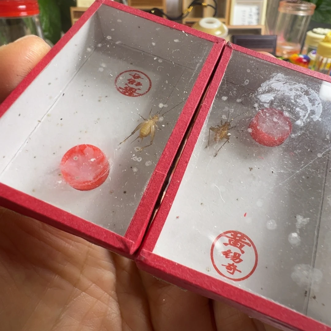 蟋蟀两只黄老师中黄