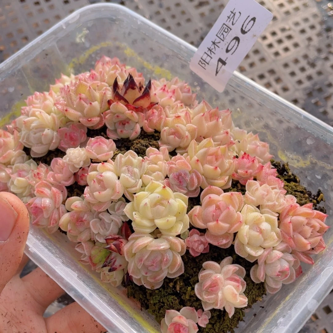 多肉植物多肉植物496