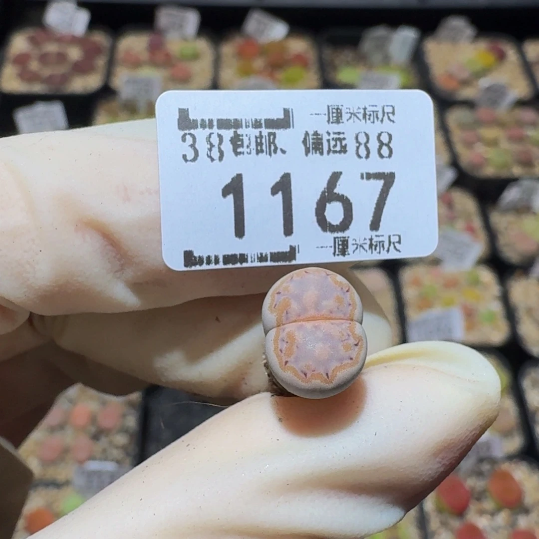 柠***汁Ssss精品生石花1167