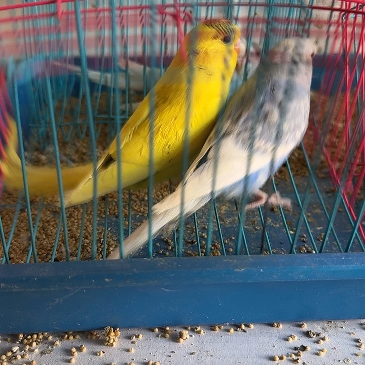 虎皮鹦鹉大头鹦鹉