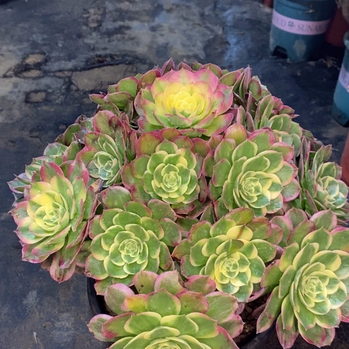 海王多肉植物29。