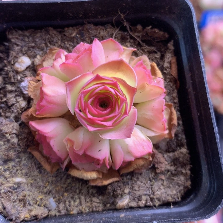 一物一拍四月天201