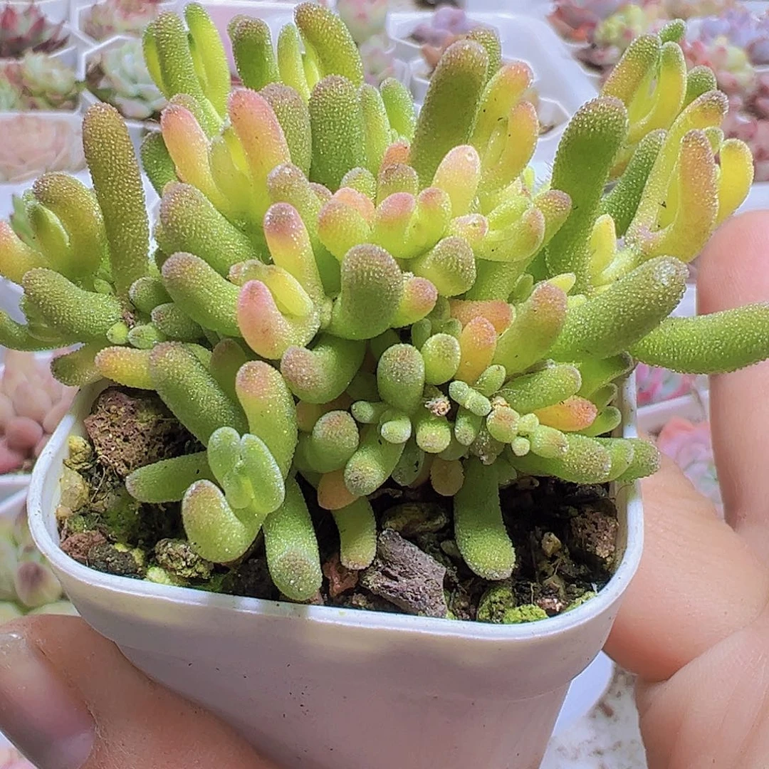 兔子锦19包邮多肉植物