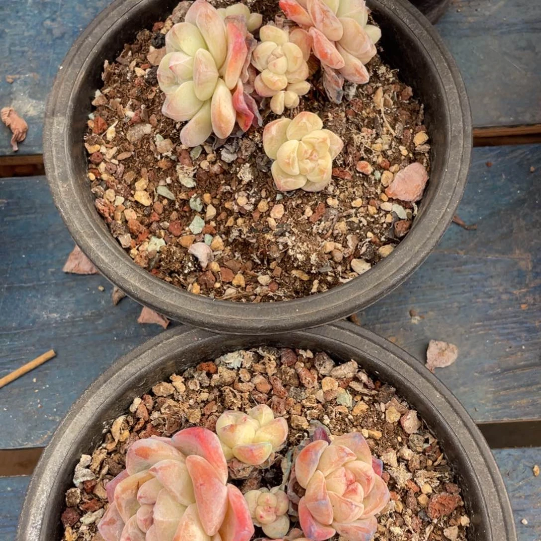 冰玉群生多肉植物2个