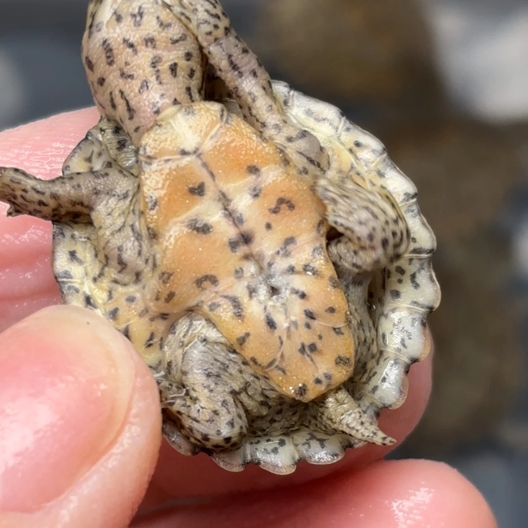 不分公母剃刀龟全品鼎级双满文黑刀