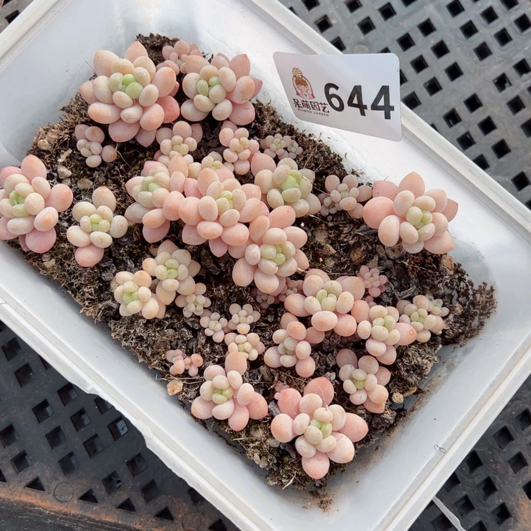 多肉植物多肉植物