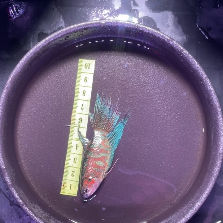斗鱼斗鱼直播间竞拍链接