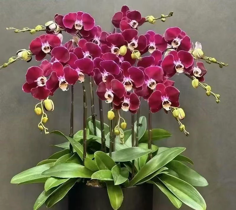 幻影小苗1.7无花剑50号色