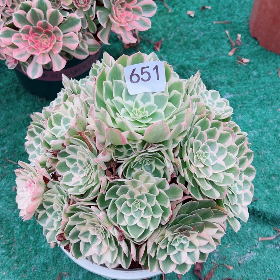 651玉芙蓉法师多肉植物