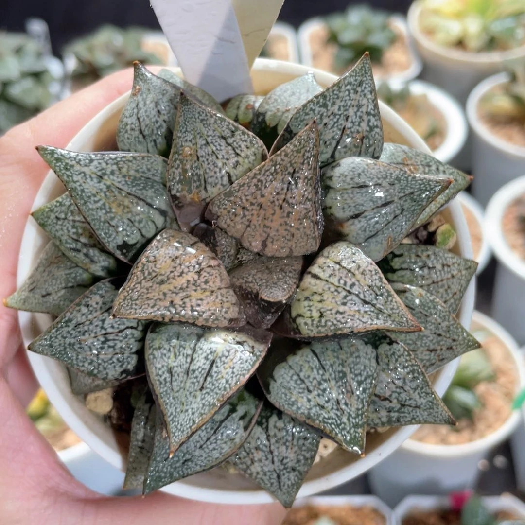 154实生白银。