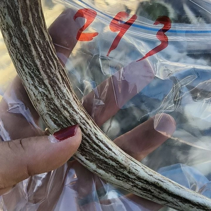 沙***漠鹿角鹿角鹿角鹿角鹿角鹿角