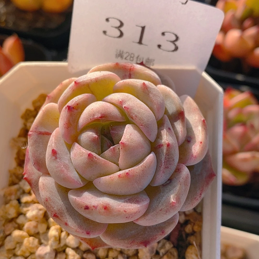 【闪购商品】云313