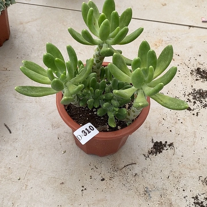 小***竞310金蟾多肉植物补差