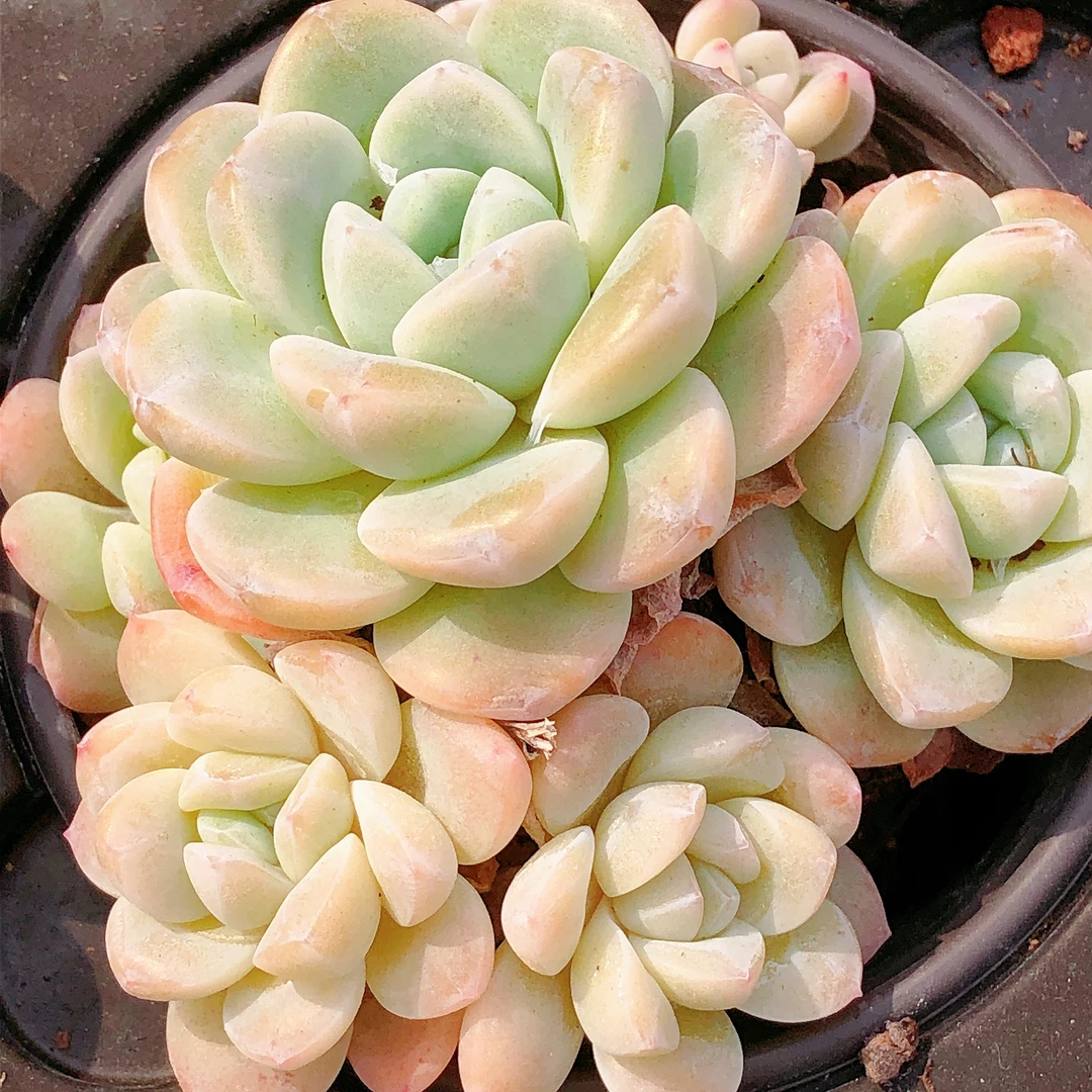 多肉植物  四头起冰玉大群一颗（尺寸8左右）全场满28元包邮除偏远