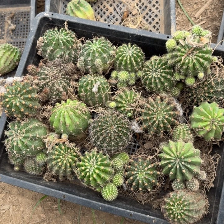 272彩草2个斑歪根，20包邮