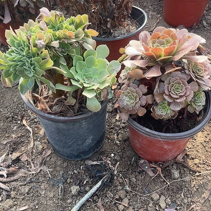 黑暗柠檬坠玫瑰玫瑰