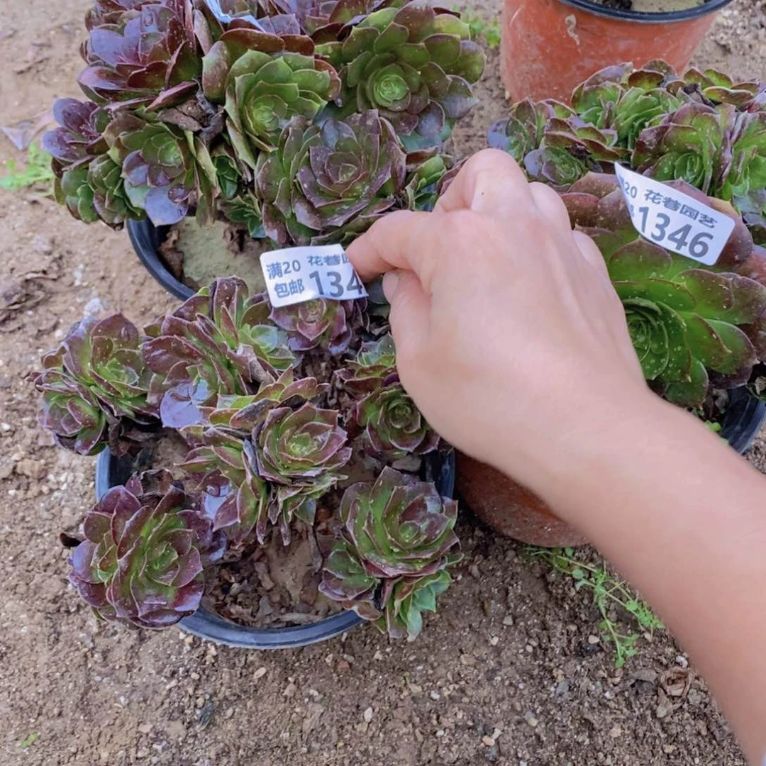 1345-46-47 号一物一拍多肉植物