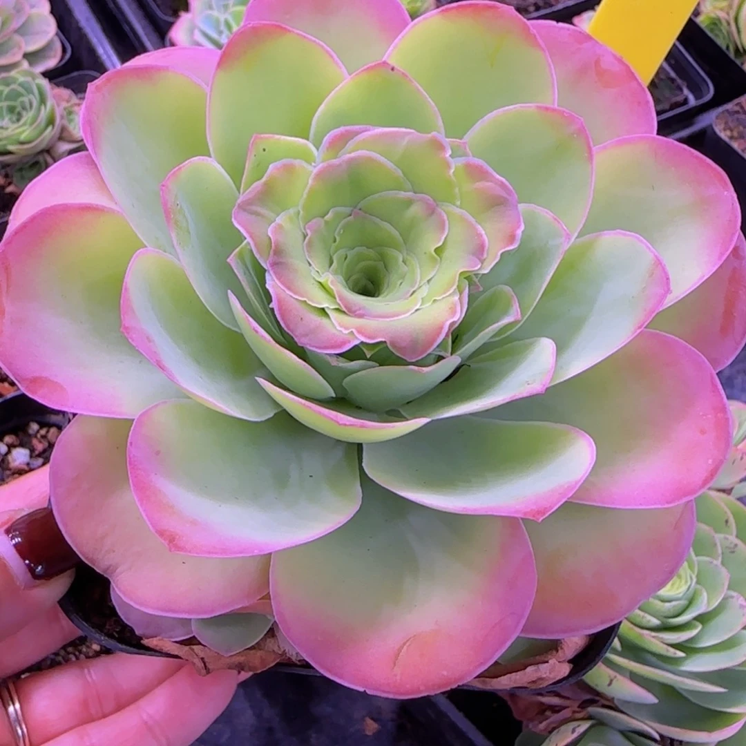 锦书玫瑰大号十方杯完美手捧10