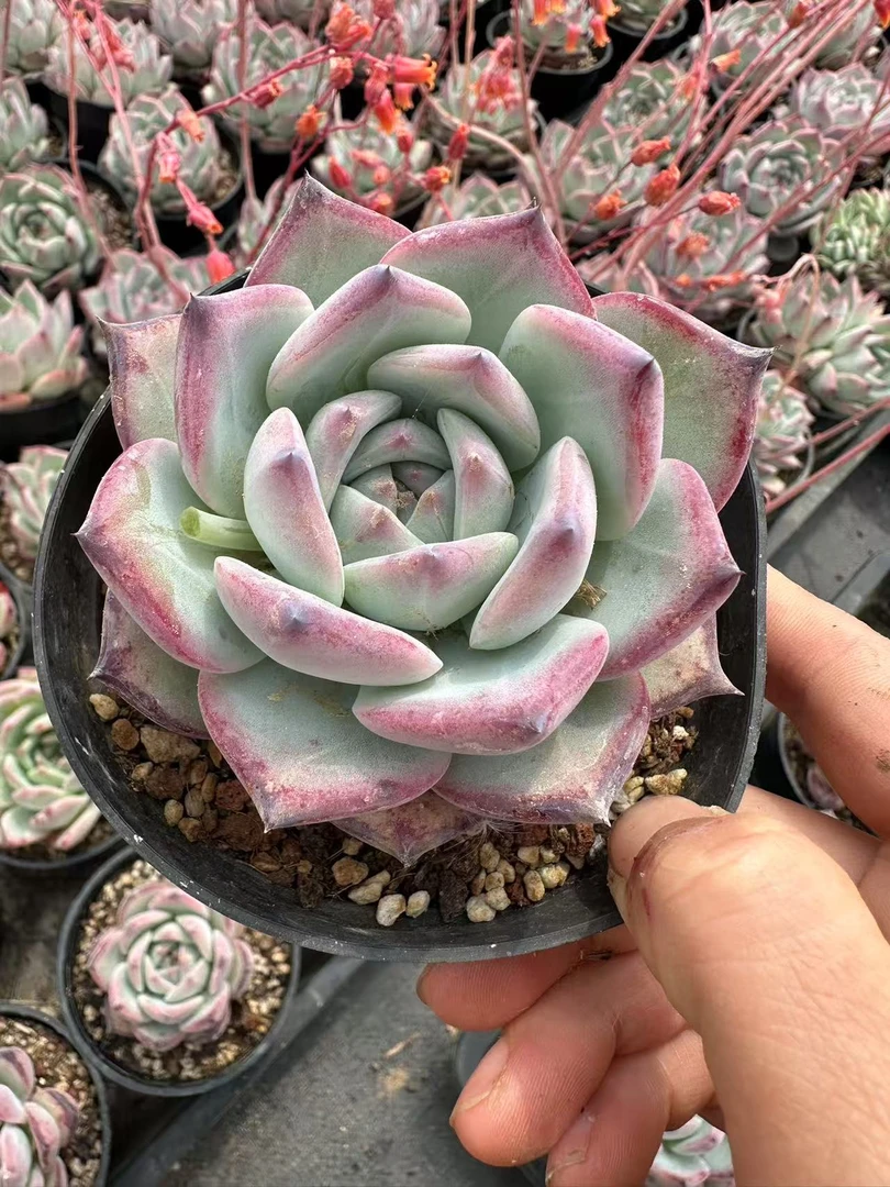 8#红拉糖多肉植物   前男友精品多肉