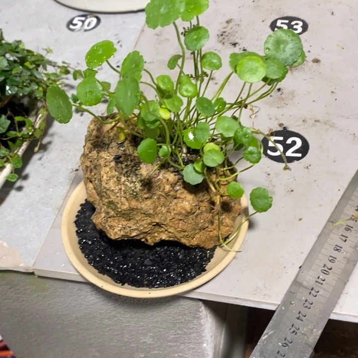 米***1无花朵退款拉黑拉136