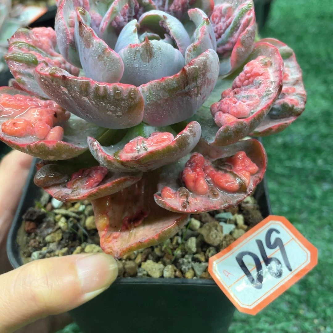 069一起过拍一拍一拍