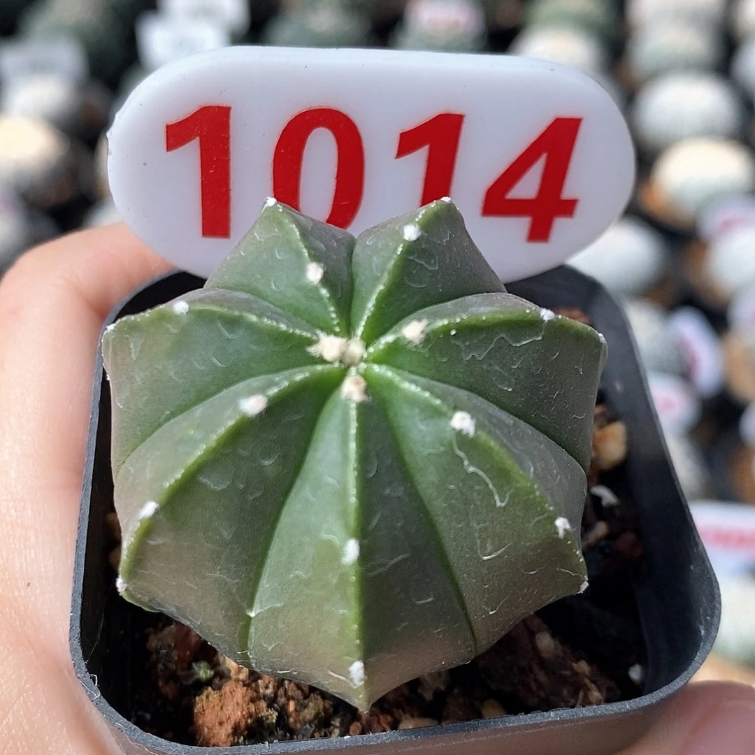 1014栾凤兜福利来啦
