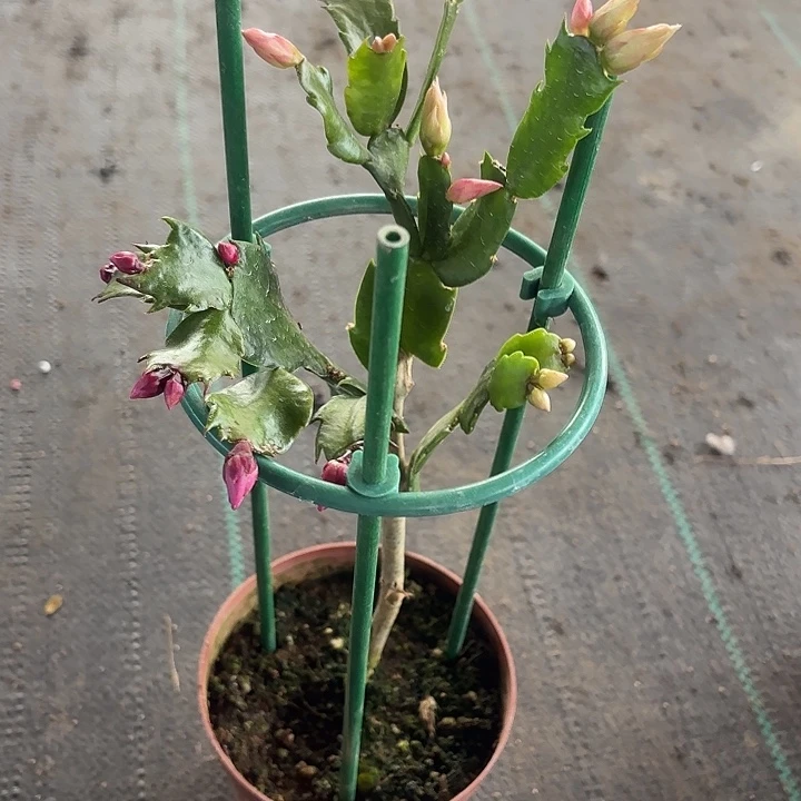 依***好当前无花栽培后可以开花