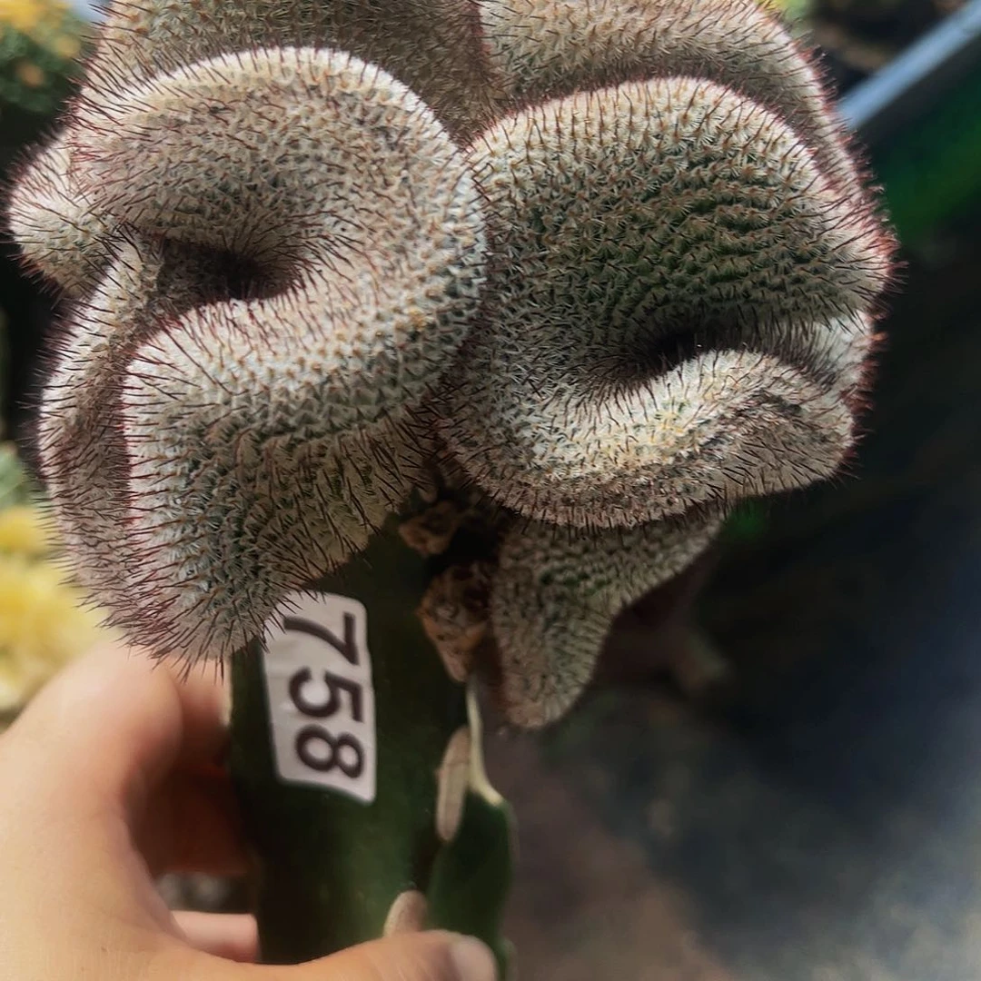 无花朵直刺佩雷缀化群758