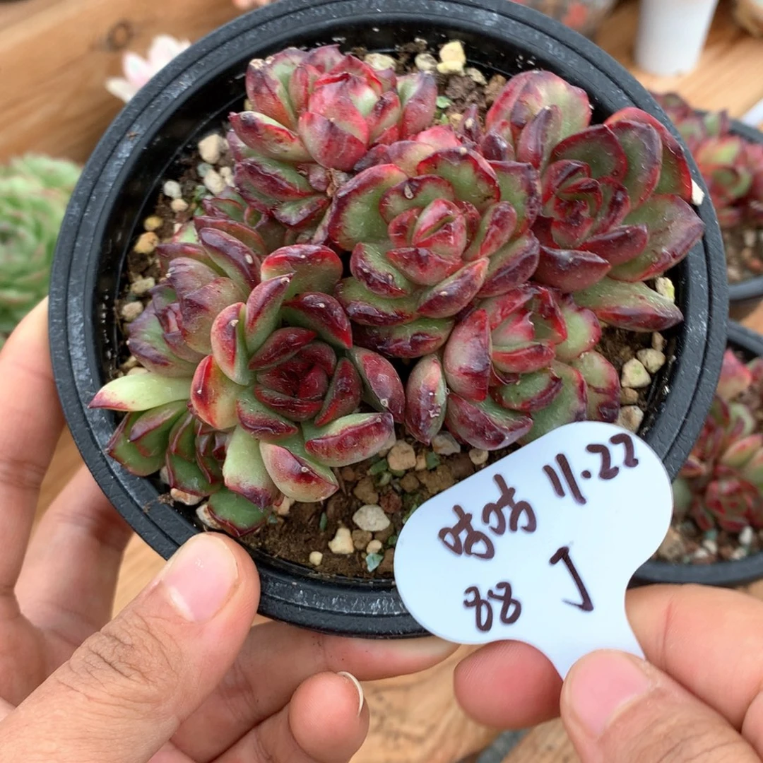 摸***孩宝丽安娜石化一物一拍有摘心