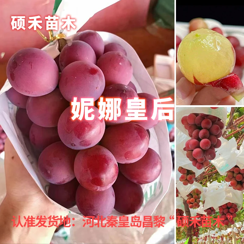 妮娜皇后葡萄苗（各种根系嫁接苗）【满29包邮】