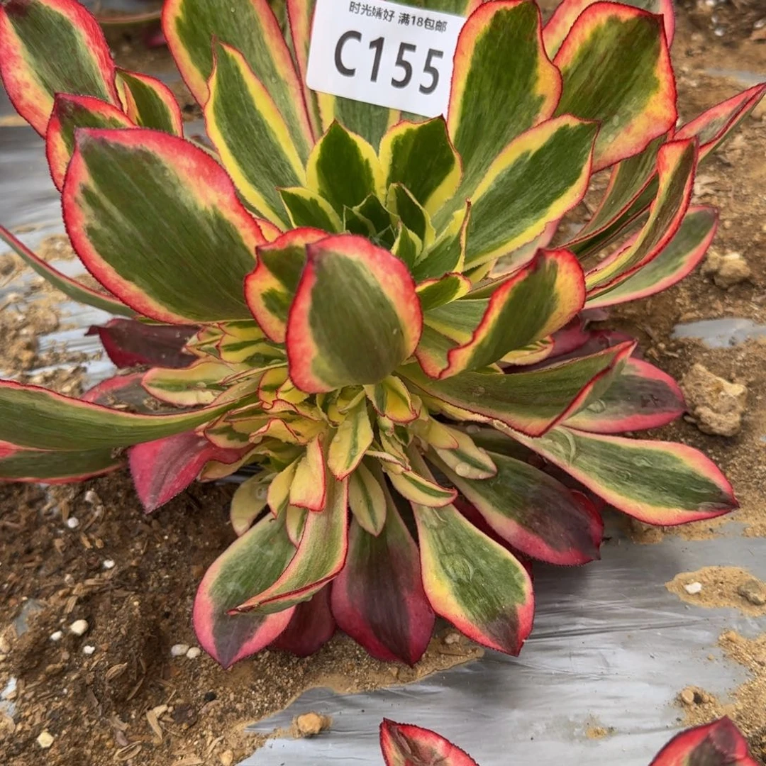 阿*?155魅影多肉植物
