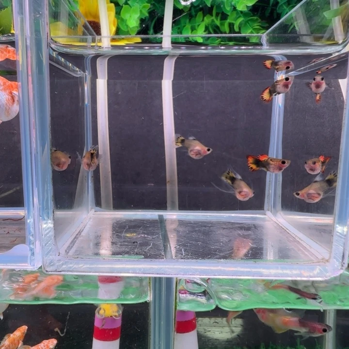 糊***涂孔雀鱼玛丽球红头两对