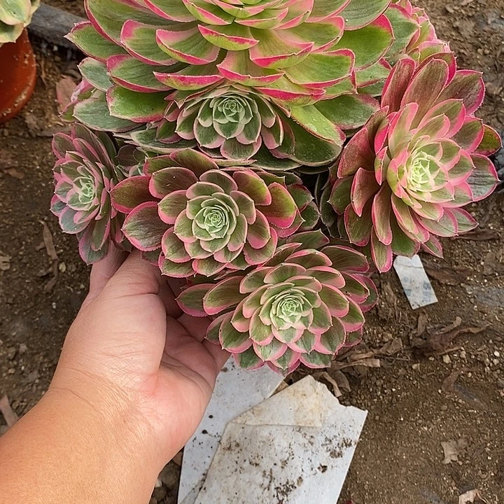 多肉植物孔雀玲594多肉