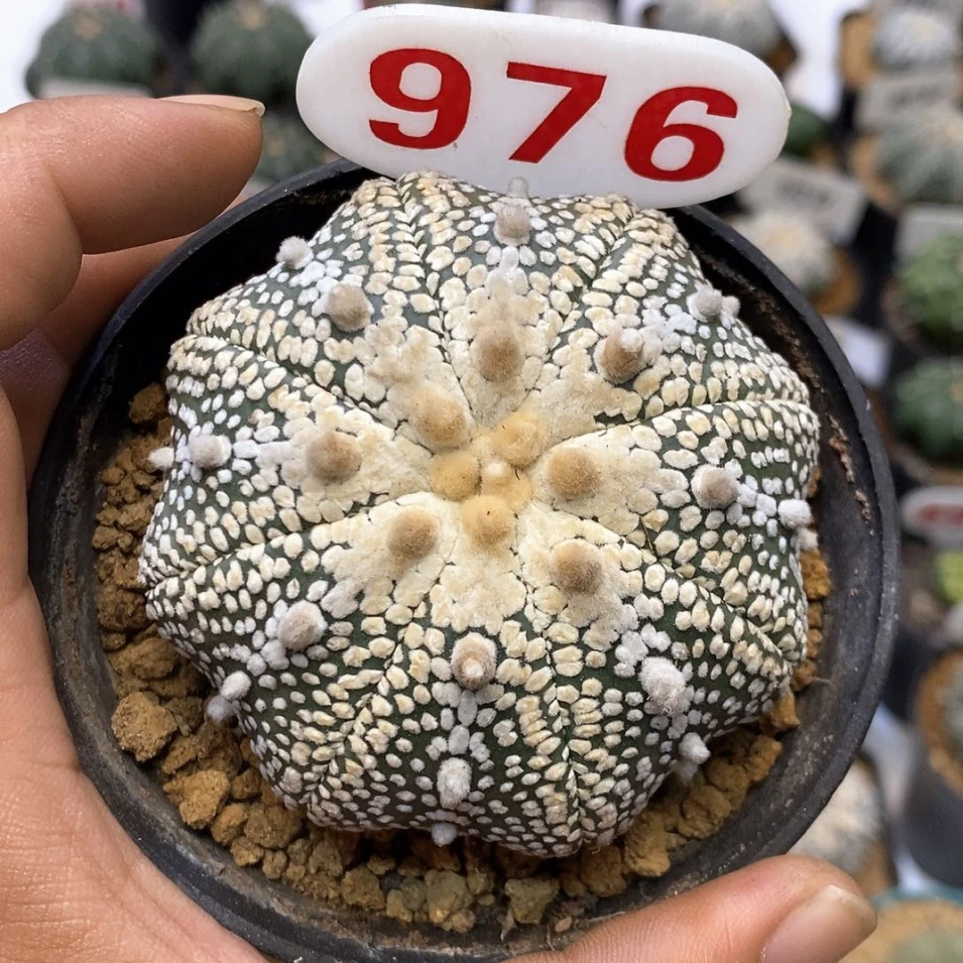 976福利特价来了奇迹