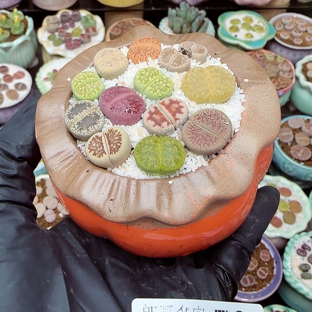 生石花满18包邮1104-72