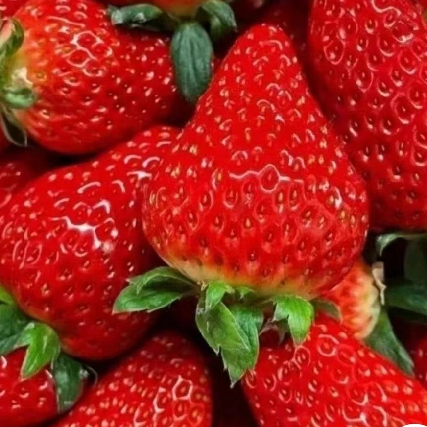 本地奶油草莓约2斤奶油草莓布基纳法索湖北省
