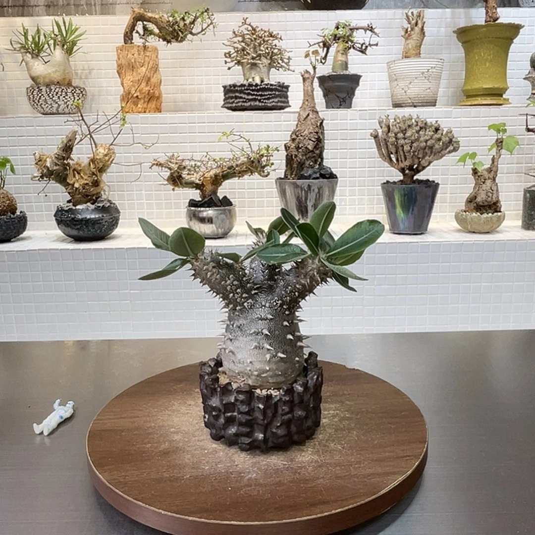 宫型惠比大黑一物一拍
