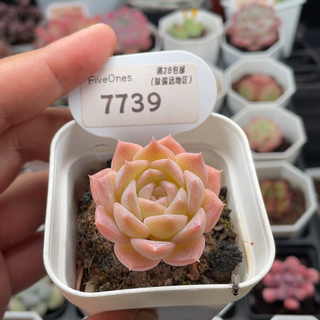 纯爱7739-4.0厘米