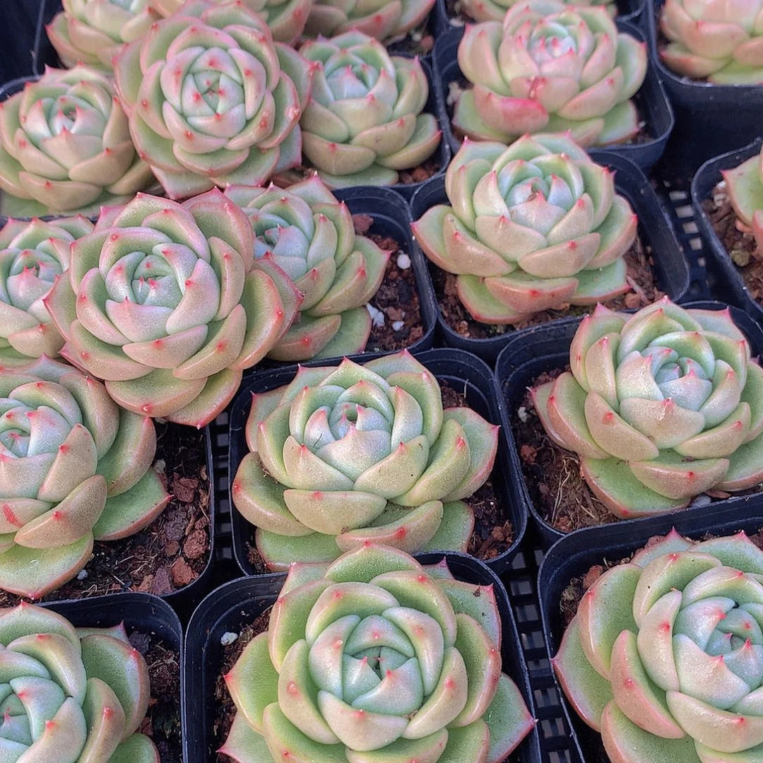 两颗冰宝龙34677899999900