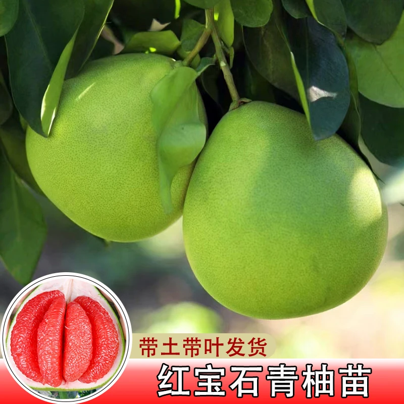 正宗红宝石青柚树苗带土带叶嫁接柚子苗盆栽庭院南方种植红心蜜柚