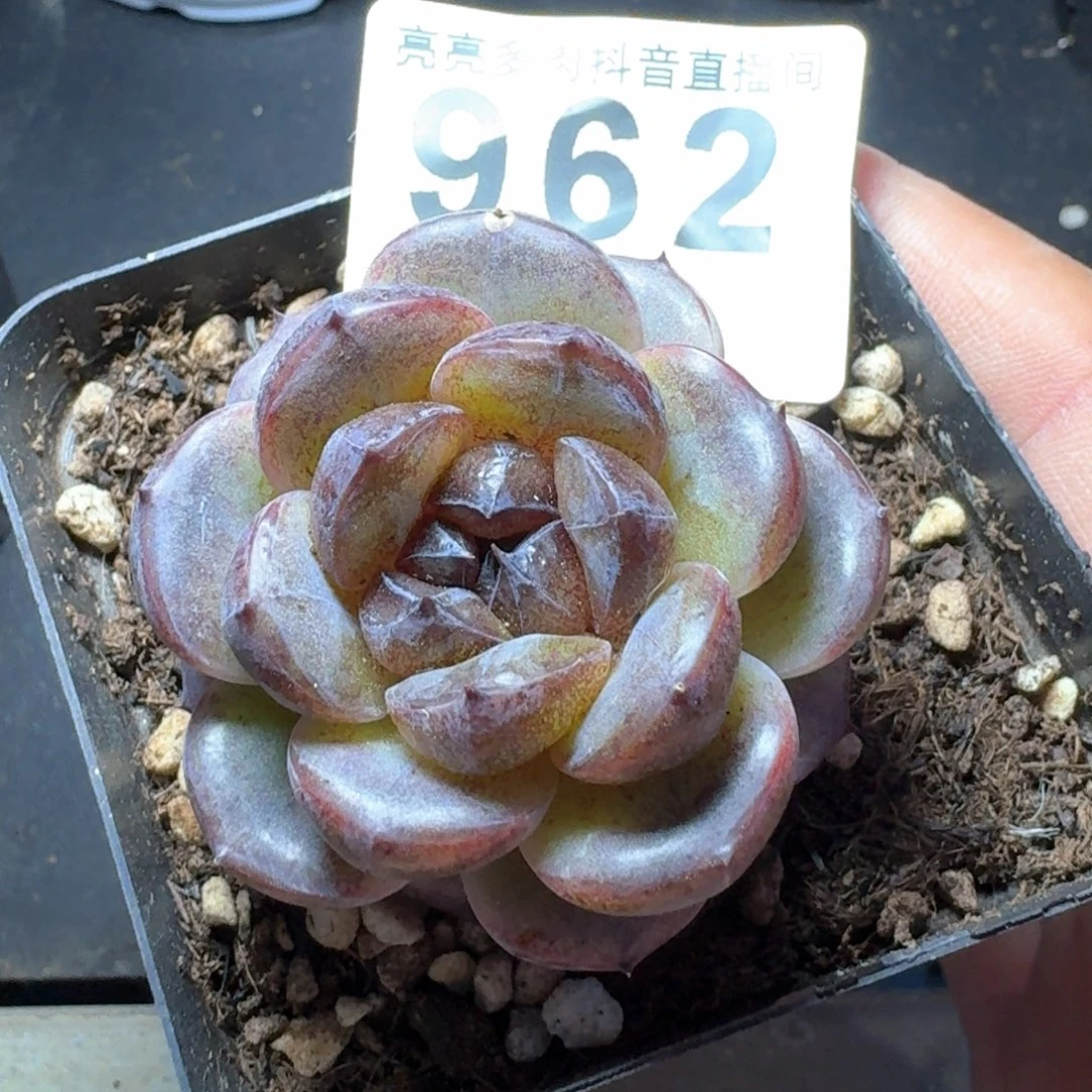 墨玉         多肉植物