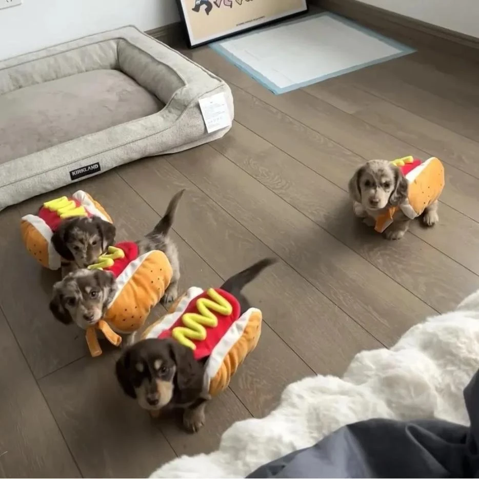 腊肠热狗宠物衣服秋冬季搞怪变身装汉堡热狗小型犬保暖泰迪雪纳瑞
