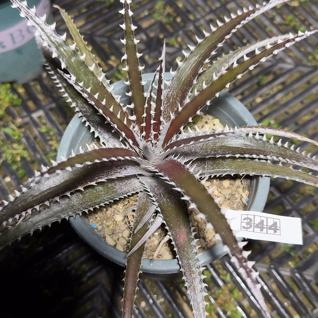 k****344卡密尔沙漠凤梨脱土发货