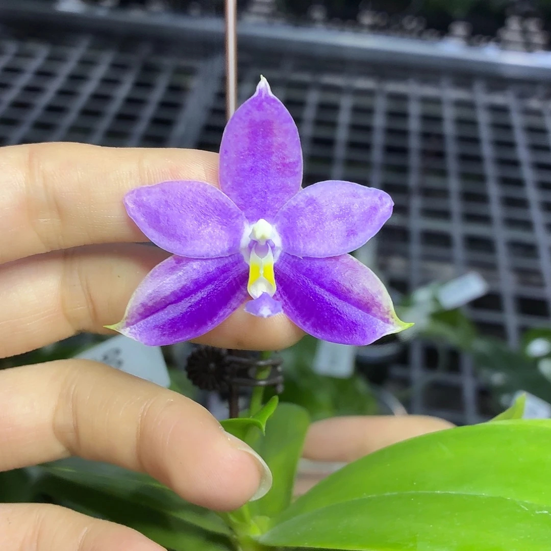 当前无花朵，栽培后可花朵A506yss1180