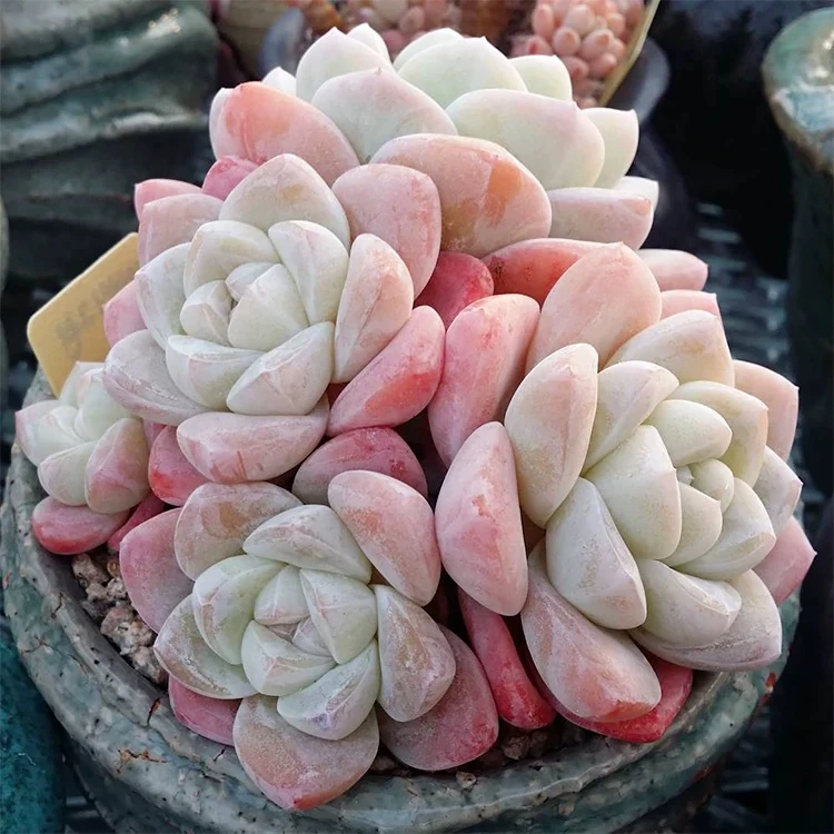 【满9.9包邮】雪媚娘群5-6cm多肉植物以直播间展示为主